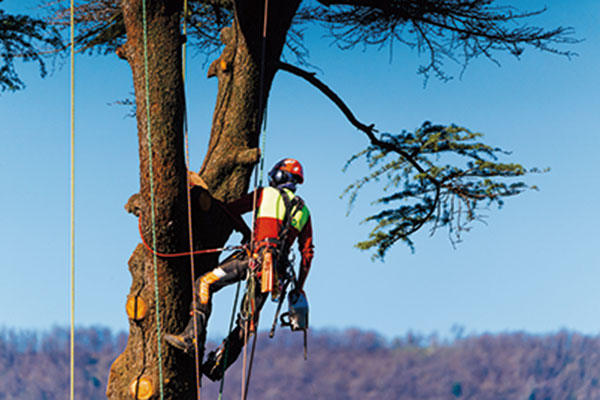 Tree Climbing / ツリークライミング